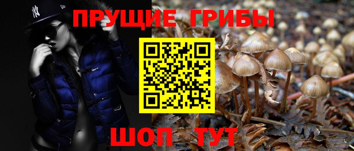 Галлюциногенные грибы Psilocybe Ноябрьск